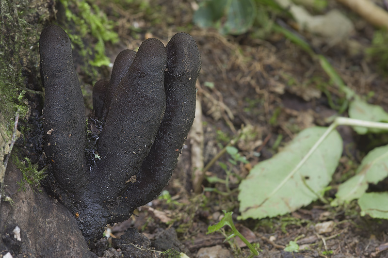 Xylaria polymorpha